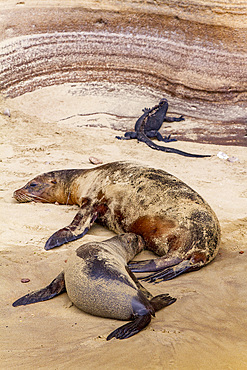 Galapagos sea lion mother nursing pup (Zalophus wollebaeki) in the Galapagos Island Archipelago, UNESCO World Heritage Site, Ecuador, South America