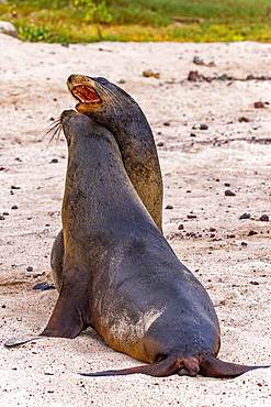 Young Galapagos sea lion bulls (Zalophus wollebaeki) mock-fighting in the Galapagos Islands, UNESCO World Heritage Site, Ecuador, South America