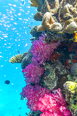 A myriad of hard and soft corals, as well as tropical reef fish on the healthy reef near Volivoli Resort on Viti Levu, Fiji, South Pacific, Pacific