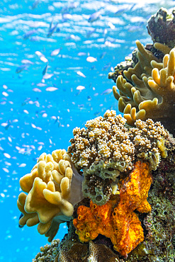 A myriad of hard and soft corals, as well as tropical reef fish on the healthy reef near Volivoli Resort on Viti Levu, Fiji.