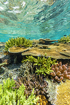 A myriad of hard and soft corals, as well as tropical reef fish at Vatu-I-Ra Conservation Park on Viti Levu, Fiji.