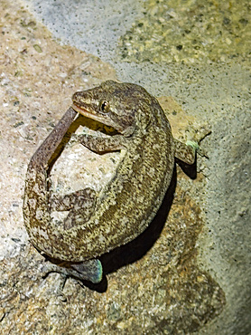 Adult mourning gecko (Lepidodactylus lugubris), at night on the Volivoli Resort grounds on Viti Levu, Fiji, South Pacific, Pacific