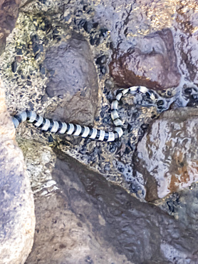 Adult yellow-lipped sea krait (Laticauda colubrina) snake, coming ashore at night on the Volivoli Resort grounds on Viti Levu, Fiji, South Pacific, Pacific