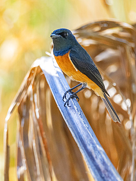 Vanikoro flycatcher (Myiagra vanikorensis), looking for insects at the Volivoli Resort grounds on Viti Levu, Fiji, South Pacific, Pacific