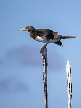 Adult brown booby (Sula leucogaster), on post on the northeast coast of Viti Levu, Fiji, South Pacific, Pacific