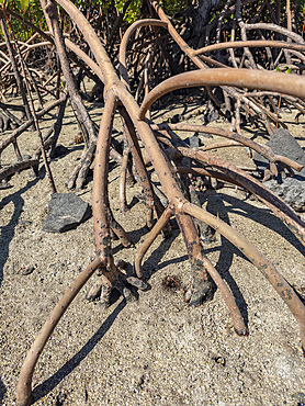 Red mangrove plants (Rhizophora mangle), at low tide near the Volivoli Resort grounds on Viti Levu, Fiji, South Pacific, Pacific