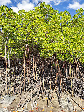 Red mangrove plants (Rhizophora mangle), at low tide near the Volivoli Resort grounds on Viti Levu, Fiji, South Pacific, Pacific