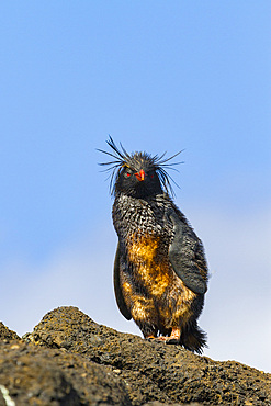 Northern rockhopper penguin (Eudyptes moseleyi) covered in spilled oil from the wreck of the MS Oliva, Nightingale island, Tristan da Cunha Group, South Atlantic Ocean