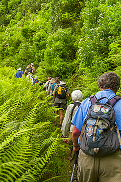 Tourists hiking on the trail at Diana's Peak National Park, Saint Helena, South Atlantic Ocean