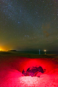 Green Sea Turtle (Chelonia mydas) nesting site at night on Long Beach on Ascension Island, Tropical Atlantic Ocean, South Atlantic Ocean