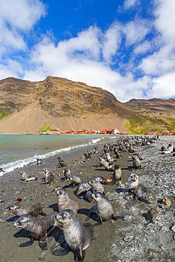 Antarctic fur seal pups (Arctocephalus gazella) near the abandoned whaling station at Stromness Bay on South Georgia, Polar Regions