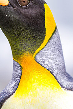 King penguin (Aptenodytes patagonicus) detail at breeding and nesting colony at St. Andrews Bay on South Georgia, Southern Ocean, Polar Regions