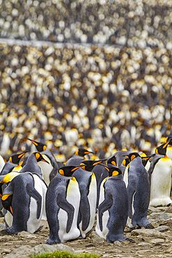 King penguin (Aptenodytes patagonicus) breeding and nesting colony at St. Andrews Bay on South Georgia, Southern Ocean. MORE INFO The king penguin is the second largest species of penguin at about 90 cm (3 ft) tall and weighing 11 to 16 kg (24 to 35 lb),