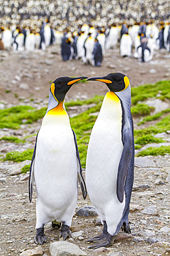 King penguin (Aptenodytes patagonicus) breeding and nesting colony at St. Andrews Bay on South Georgia, Southern Ocean. MORE INFO The king penguin is the second largest species of penguin at about 90 cm (3 ft) tall and weighing 11 to 16 kg (24 to 35 lb),