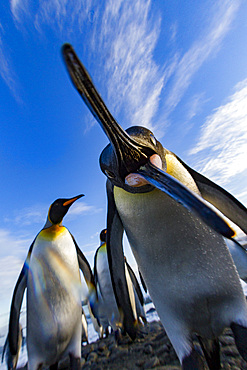 Curious king penguin (Aptenodytes patagonicus) at breeding and nesting colony at Salisbury Plains in the Bay of Isles, South Georgia, Southern Ocean. MORE INFO The king penguin is the second largest species of penguin at about 90 cm (3 ft) tall and weighi