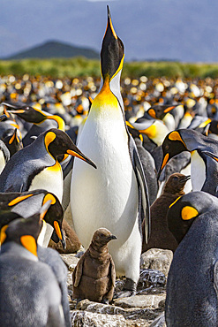 King penguin (Aptenodytes patagonicus) adult and chick at breeding and nesting colony at Salisbury Plain, South Georgia, Polar Regions