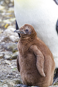 King penguin (Aptenodytes patagonicus) adult and chick at breeding and nesting colony at Salisbury Plain, South Georgia.