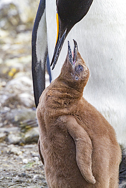 King penguin (Aptenodytes patagonicus) adult and chick at breeding and nesting colony at Salisbury Plain, South Georgia, Polar Regions