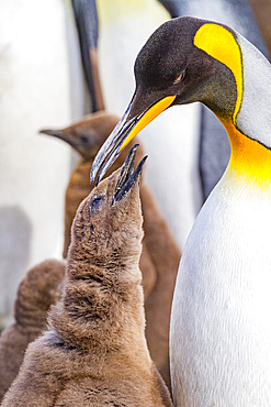 King penguin (Aptenodytes patagonicus) adult and chick at breeding and nesting colony at Salisbury Plain, South Georgia.