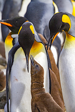 King penguin (Aptenodytes patagonicus) adult and chick at breeding and nesting colony at Salisbury Plain, South Georgia, Polar Regions