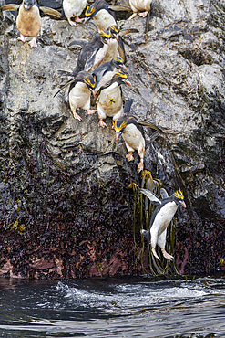 Adult macaroni penguins (Eudyptes chrysolophus) plunging into the sea leaving their breeding colony at Elsehul on South Georgia, Southern Ocean. MORE INFO Numbering up to 100,000 individuals, the breeding colonies of the macaroni penguin are among the lar