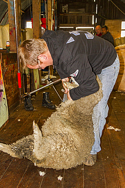 Sheep being shorn at the Long Island sheep farm outside Stanley in the Falkland Islands, South Atlantic Ocean.