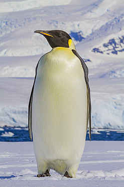 A lone adult emperor penguin (Aptenodytes forsteri) on sea ice in the Gullet between Adelaide Island and the Antarctic Peninsula.