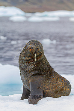 Adult male Antarctic fur seal (Arctocephalus gazella) hauled out on ice near Brown Bluff, Antarctica.