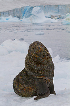 Adult male Antarctic fur seal (Arctocephalus gazella) hauled out on ice near Brown Bluff, Antarctica.