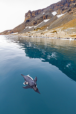 Dead Adélie penguin (Pygoscelis adeliae) attacked and killed (but not eaten) by an Antarctic fur seal at Brown Bluff, Antarctica.