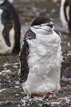 Chinstrap penguin (Pygoscelis antarctica) molting at Baily Head on Deception Island, Antarctica, Southern Ocean, Polar Regions