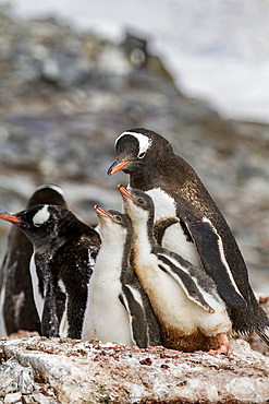 Gentoo penguin (Pygoscelis papua) adult with chicks at breeding colony on Booth Island, Antarctica, Southern Ocean.