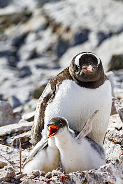 Gentoo penguin (Pygoscelis papua) adult with chicks at breeding colony on Booth Island, Antarctica, Southern Ocean.