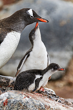 Gentoo penguin (Pygoscelis papua) adult with chicks at breeding colony on Damoy Point, Antarctica, Southern Ocean.