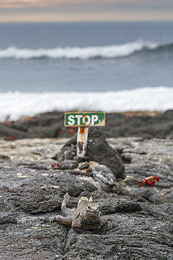 The endemic Galapagos marine iguana (Amblyrhynchus cristatus) in the Galapagos Island Archipelago, UNESCO World Heritage Site, Ecuador, South America