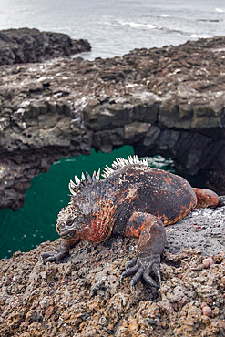 The endemic Galapagos marine iguana (Amblyrhynchus cristatus) in the Galapagos Island Archipelago, Ecuador.