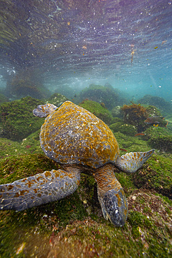 Adult green sea turtle (Chelonia mydas agassizii) underwater off the west side of Isabela, Galapagos Islands, UNESCO World Heritage Site, Ecuador, South America