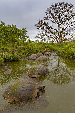 Wild Galapagos giant tortoises (Geochelone elephantopus) feeding on the upslope grasslands of Santa Cruz Island, Galapagos, UNESCO World Heritage Site, Ecuador, South America