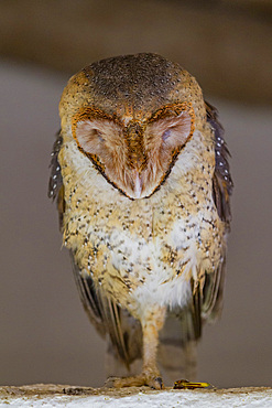 Adult Galapagos barn owl (Tyto alba punctatissima) sleeping during the day on Santa Cruz Island, Galapagos, UNESCO World Heritage Site, Ecuador, South America