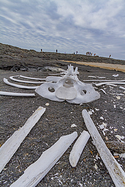 Baleen whale skeleton, most likely a young Bryde's whale, on lava flow in the Galapagos Island Archipelago, UNESCO World Heritage Site, Ecuador, South America