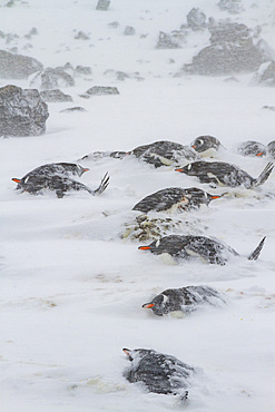 Gentoo penguins (Pygoscelis papua) nesting colony almost buried by snow during snow storm at Brown Bluff, Antarctica.