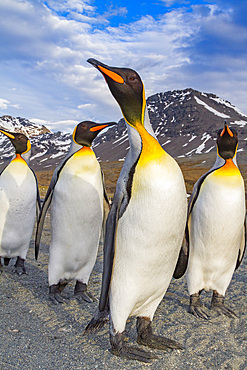 King penguin (Aptenodytes patagonicus) breeding and nesting colony on South Georgia Island, Southern Ocean.