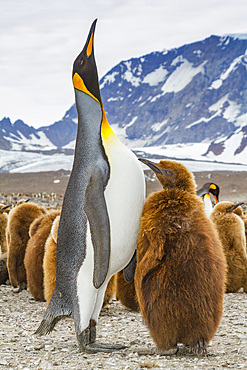 Adult king penguin (Aptenodytes patagonicus) in the act of feeding chick on South Georgia Island, Southern Ocean, Polar Regions