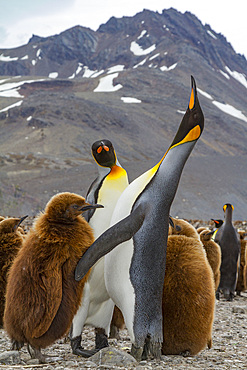 Adult king penguin (Aptenodytes patagonicus) in the act of feeding chick on South Georgia Island, Southern Ocean.