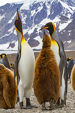 Adult king penguin (Aptenodytes patagonicus) in the act of feeding chick on South Georgia Island, Southern Ocean, Polar Regions