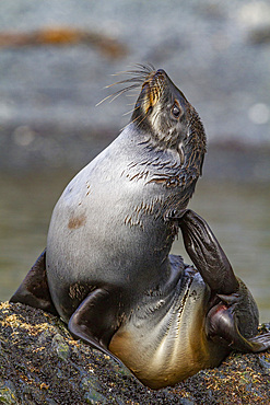 Antarctic fur seal pup (Arctocephalus gazella) on South Georgia, Southern Ocean.