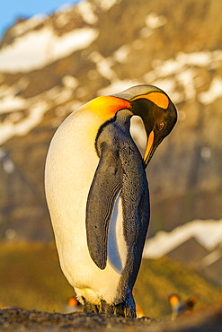 King penguin (Aptenodytes patagonicus) breeding and nesting colony on South Georgia Island, Southern Ocean, Polar Regions