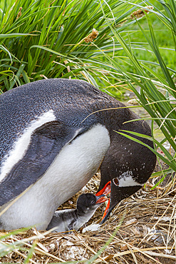 Adult gentoo penguin (Pygoscelis papua) feeding minutes-old newly hatched chick at Gold Harbor on South Georgia