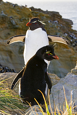 Adult rockhopper penguins (Eudyptes chrysocome chrysocome) at breeding and molting colony on New Island.