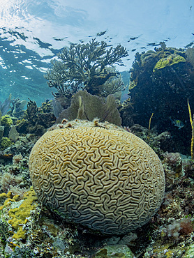 Underwater views the reef along the circumference of the Great Blue Hole on Lighthouse Reef, Belize.